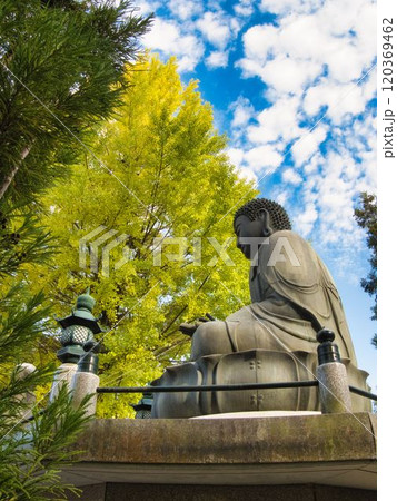 岡山誕生寺大イチョウ 岡山誕生寺大イチョウ 120369462