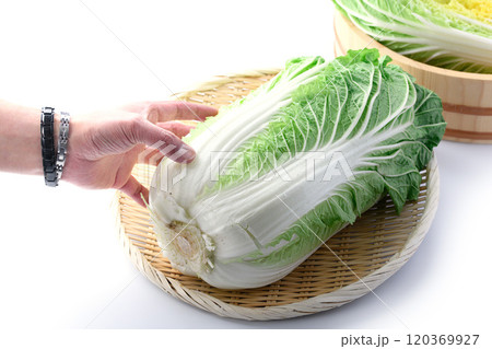 新鮮な冬の白菜 （ 白背景 ） 120369927