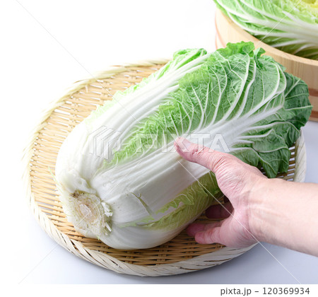 新鮮な冬の白菜 ( 白背景 ) 新鮮な冬の白菜 ( 白背景 ) 120369934