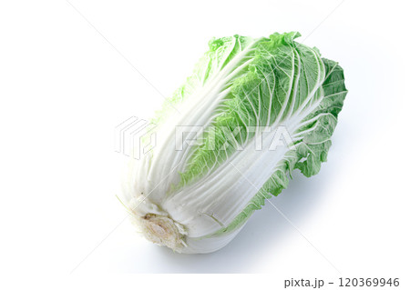新鮮な冬の白菜 （ 白背景 ） 120369946