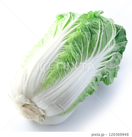 新鮮な冬の白菜 （ 白背景 ） 120369948