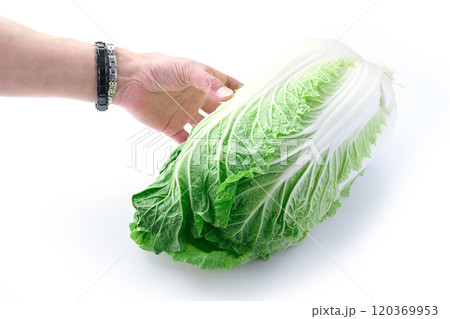 新鮮な冬の白菜 （ 白背景 ） 120369953