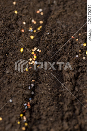 seeds of several varieties of radishes sown in fertile soil seeds of several varieties of radishes sown in fertile soil 120370259