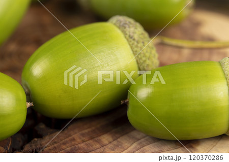 details of green immature oak acorns in close-up 120370286