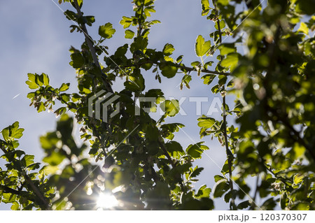 growing edible gooseberry berries in rural areas growing edible gooseberry berries in rural areas 120370307