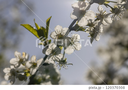 sunny weather in an orchard with cherries sunny weather in an orchard with cherries 120370308