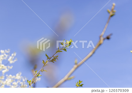 sunny weather in an orchard with walnuts sunny weather in an orchard with walnuts 120370309