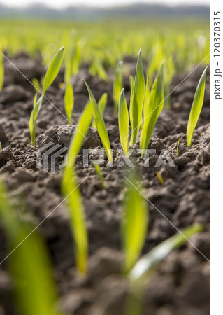 green sprouts of frost-resistant wheat, close-up green sprouts of frost-resistant wheat, close-up 120370315