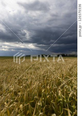 a field with ripening rye spikelets before a thunderstorm a field with ripening rye spikelets before a thunderstorm 120370336