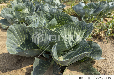 a large number of cabbage heads in the field 120370449