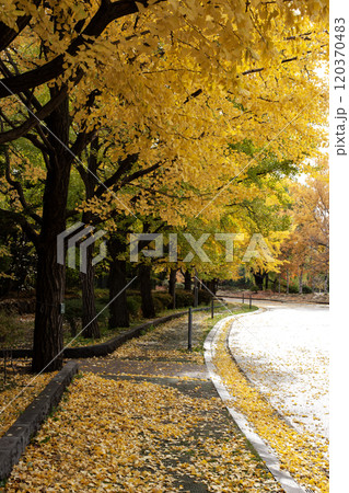 札幌中島公園の紅葉 札幌中島公園の紅葉 120370483