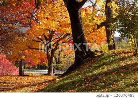 札幌中島公園の紅葉 札幌中島公園の紅葉 120370485