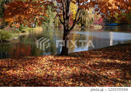 札幌中島公園の紅葉 札幌中島公園の紅葉 120370509