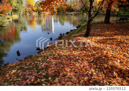 札幌中島公園の紅葉 札幌中島公園の紅葉 120370512