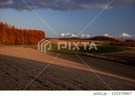 晩秋を迎えたカラ松の紅葉大地 晩秋を迎えたカラ松の紅葉大地 120370667