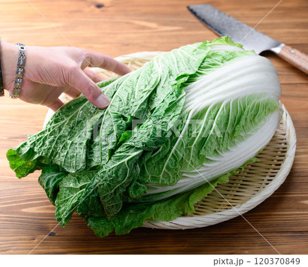 笊にのせた新鮮な冬の白菜 （ 木目背景 ） 120370849