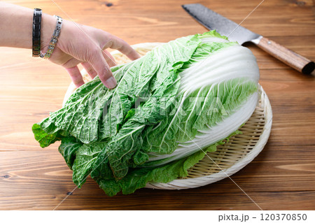 笊にのせた新鮮な冬の白菜 （ 木目背景 ） 120370850