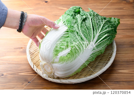 笊にのせた新鮮な冬の白菜 （ 木目背景 ） 120370854