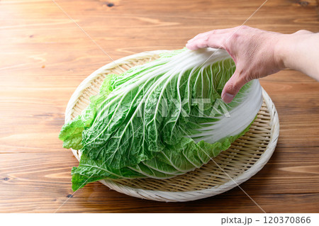 笊にのせた新鮮な冬の白菜 （ 木目背景 ） 120370866