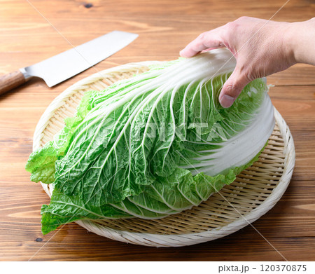 笊にのせた新鮮な冬の白菜 （ 木目背景 ） 120370875