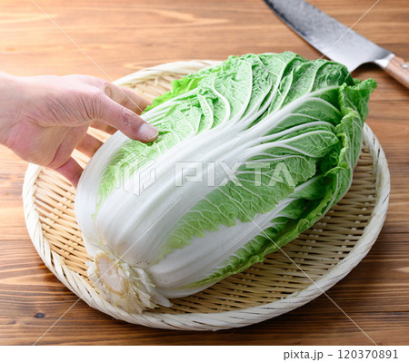 笊にのせた新鮮な冬の白菜 （ 木目背景 ） 120370891