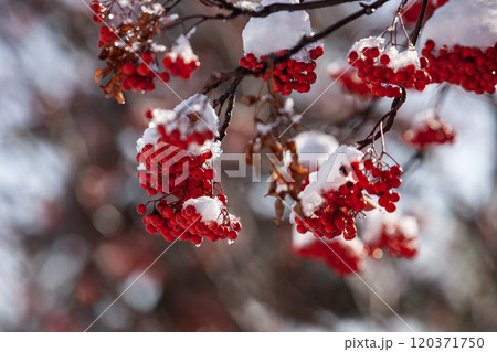 初雪とナナカマド 120371750