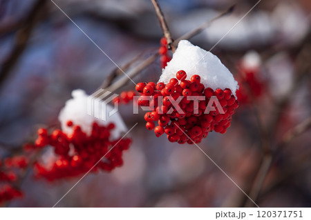 初雪とナナカマド 120371751