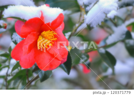 雪と山茶花 120371779