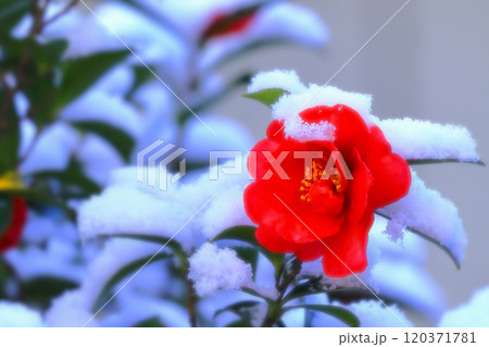 雪と山茶花 雪と山茶花 120371781