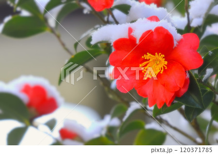 雪と山茶花 120371785