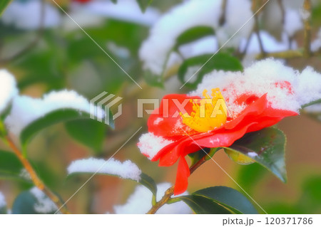 雪と山茶花 雪と山茶花 120371786