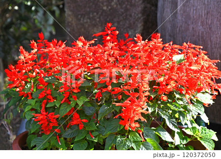 サルビア・スプレンデンス 120372050