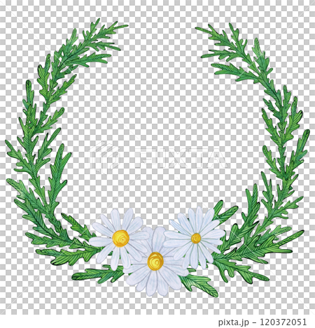 Green leafy wreath with three white daisies at the base. Hand-drawn watercolor illustration, naive style, simple and soft. For greeting cards, botanical designs, invitations, and decorative elements 120372051