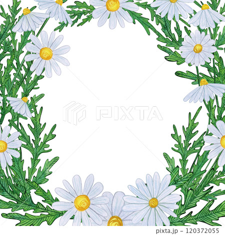 Floral frame of white daisies and green leaves forming an open frame. Hand-drawn watercolor illustration, naive style, soft and playful. For botanical greeting cards, invitations, and decorations Floral frame of white daisies and green leaves forming an open frame. Hand-drawn watercolor illustration, naive style, soft and playful. For botanical greeting cards, invitations, and decorations 120372055