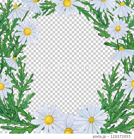 Floral frame of white daisies and green leaves forming an open frame. Hand-drawn watercolor illustration, naive style, soft and playful. For botanical greeting cards, invitations, and decorations Floral frame of white daisies and green leaves forming an open frame. Hand-drawn watercolor illustration, naive style, soft and playful. For botanical greeting cards, invitations, and decorations 120372055
