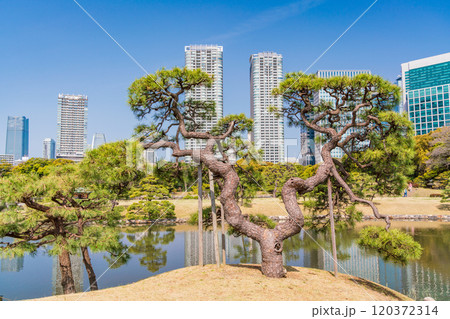 【東京都】東京の安らぎ空間・新緑の浜離宮恩賜庭園　高層ビル群 120372314
