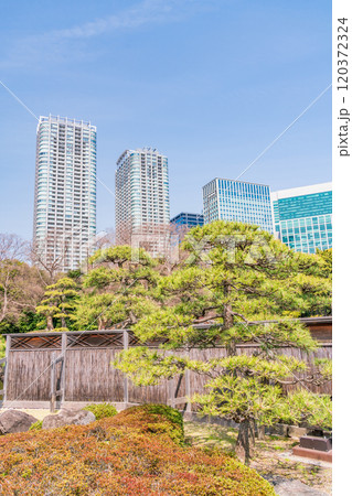 【東京都】東京の安らぎ空間・新緑の浜離宮恩賜庭園　高層ビル群 120372324