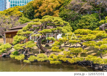 【東京都】東京の安らぎ空間・新緑の浜離宮恩賜庭園　高層ビル群 120372331