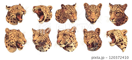 Leopard portrait. Roar big cat head, danger animal predator, wildcat jaguar cheetah set vector illustration 120372410