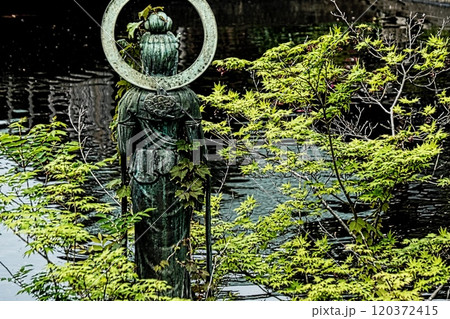 藤沢 遊行寺放生池に立つ観音様の後ろ姿 藤沢 遊行寺放生池に立つ観音様の後ろ姿 120372415