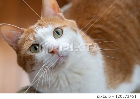 見上げる猫　茶トラ白 120372451