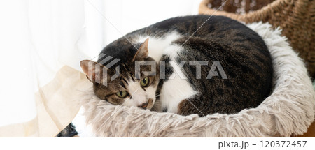 窓辺でくつろぐ猫　キジトラ白 120372457