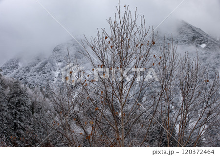 十勝岳の初雪と紅葉 120372464