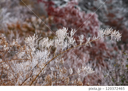 十勝岳の初雪と紅葉 十勝岳の初雪と紅葉 120372465