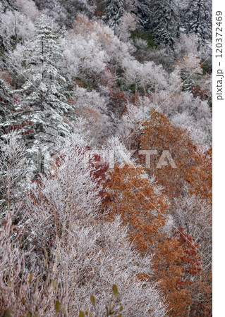 十勝岳の初雪と紅葉 十勝岳の初雪と紅葉 120372469