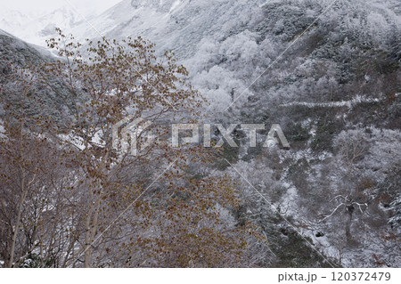 十勝岳の初雪と紅葉 十勝岳の初雪と紅葉 120372479
