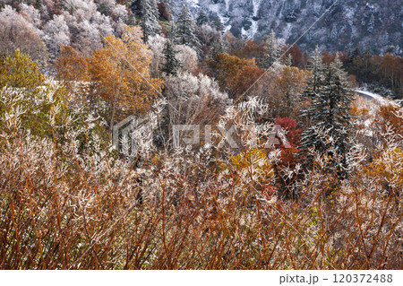 十勝岳の初雪と紅葉 十勝岳の初雪と紅葉 120372488