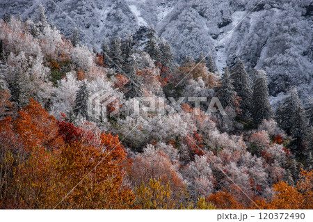 十勝岳の初雪と紅葉 十勝岳の初雪と紅葉 120372490