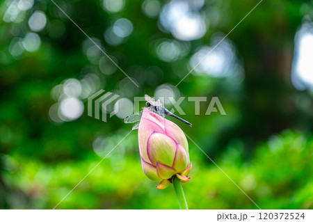 可愛らしい蓮の花にとまるトンボ 120372524