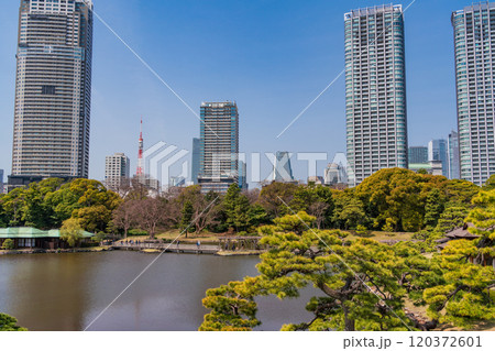 【東京都】東京の安らぎ空間・新緑の浜離宮恩賜庭園　高層ビル群 120372601